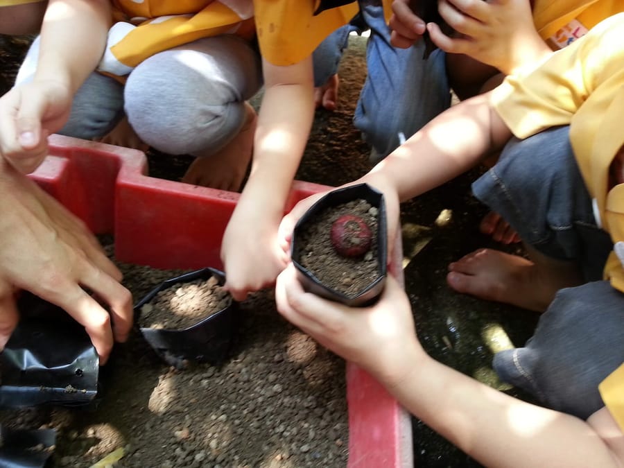 Small hands potting seedlings on a farm visit